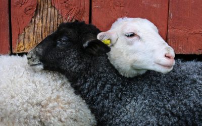 You Have A Good Shepherd