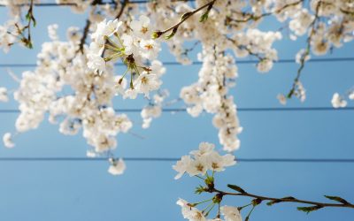 Day-23 You and Personal Prophecy