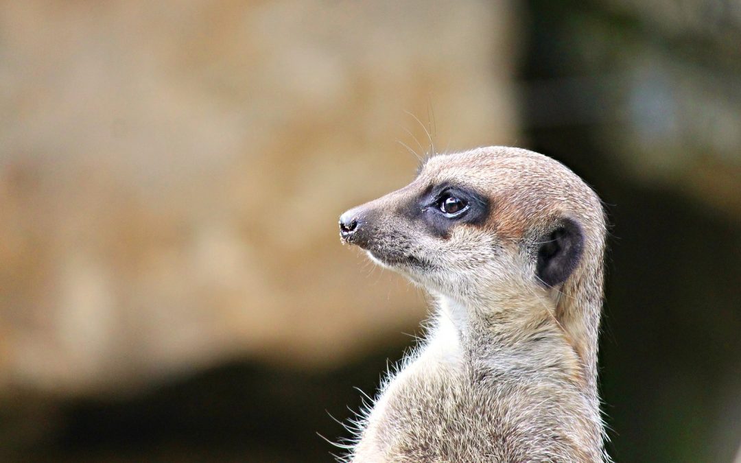 Day-13 Seeking the Lost