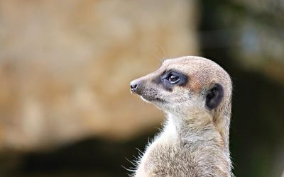 Day-13 Seeking the Lost