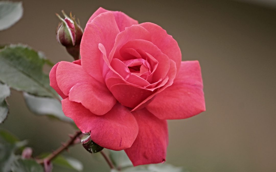 Day-22 You, Releasing the Fragrance and Offense!