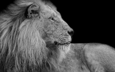 Warrior Arise, God Is Calling You