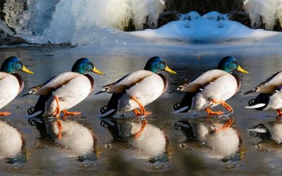 Pray Attention, When The Floors Are Slick