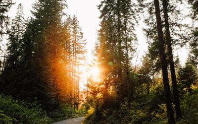 Your Path Like The Morning Sun