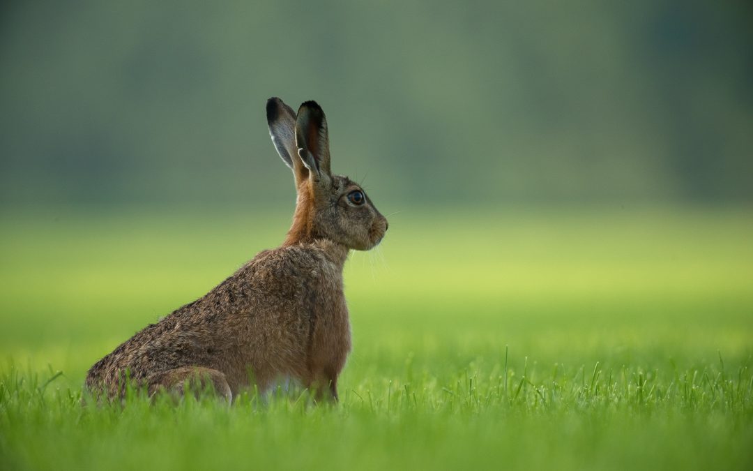 Photo of rabbit in field