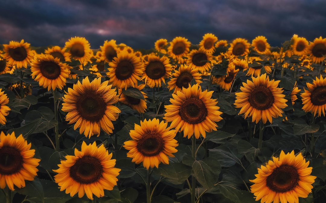 Life Is A Splendid Gift