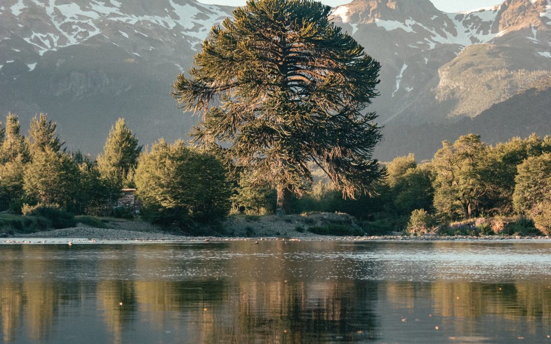 Day 7 – Let Your Roots Go Deep