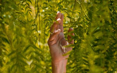 Day 11 – Surrounded By His Goodness