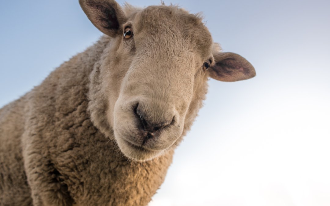 You and the One Sheep