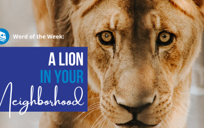 A Lion in Your Neighborhood